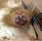 Dude owoohthatcantbe