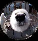 Smule Japanese goblin