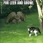 coyote-growls-whimpe