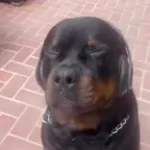 hghghgahehahehht hgdazrgfhyuvswdrfgyhesag tera5ty vete