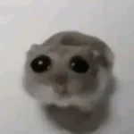 Sad hamster slowed