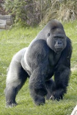 Silverback Gorilla Roar