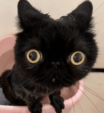 Geometry Dash menu theme