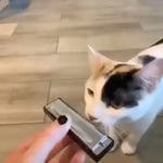 CAT harmonica