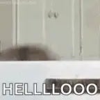 Helloooo