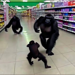 daisy bell (gorilla tag)