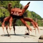 crab rAVE
