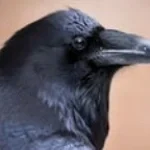 raven