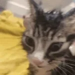 meow-made-with-Voicemod-technology