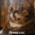 ууууу вася чо за аппарат мммммм - Sound
