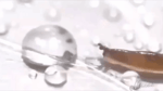 Slug gets eaten by a water droplet meme