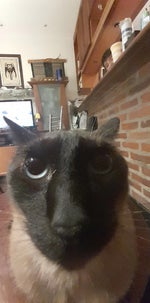 Goku don't do that again.