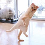 dança gatinho dança rodrigo faro