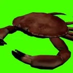 Mr crabs gets eaten by a predatory fish money money (copy)