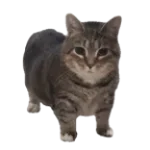 Cat Meme - u i i io i ii a (slowed)