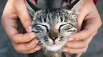 cat purr