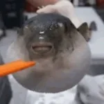 AUGH Fish