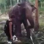 Elephant Enerve - 2 rapide