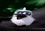 Bird laughing meme