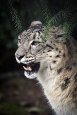 Snow leopard snarl 01