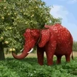 FR STRAWBERRY ELEPHANT SPAWN