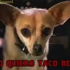 taco bell dog