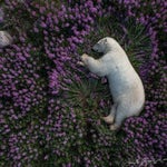 Flowers are blooming in antarctica (TIKTOK SONG)