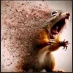 Squirrel Scream