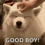 good boy