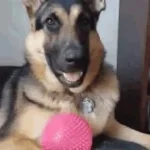 German Shapard Growl