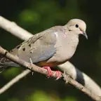 Mourning Dove Call