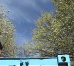 flawed mangoes - swimming