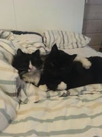 Dschinghis Khan Moskau