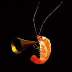 shrimp duet