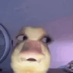 uhm