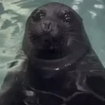 HUMBLE SEAL