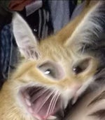 Diarrhea Sound Effect(Really Disgusting)