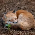 The Foxxo is eepy