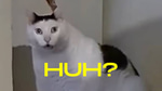 Huh?