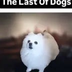 The Last of Dogs
