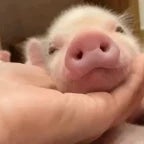 Gino il maialino #danidema