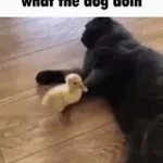 ISHOWSPEED DOG NAME?