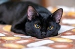 Cat Phone