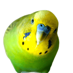 chicvago but ohio ai be like