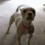 bark fart remix