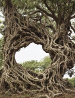 ... How will you branch