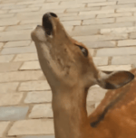Nara Deer Scream