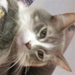 Shocked Sound Effects (HD) - Sound