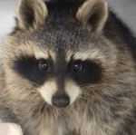 v09044g40000cevu4lbc77ub872hrgmg