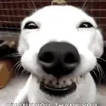 Thank you, Thank you